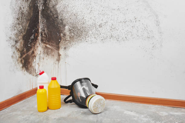 Best Home Mold Removal  in Mount Pleasant, WI