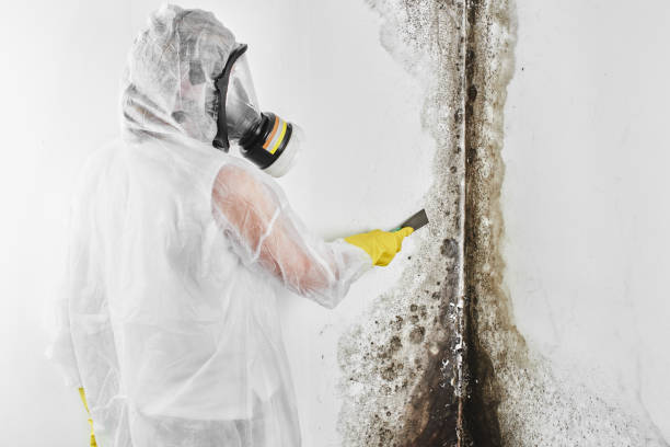 Best Residential Mold Removal  in Mount Pleasant, WI