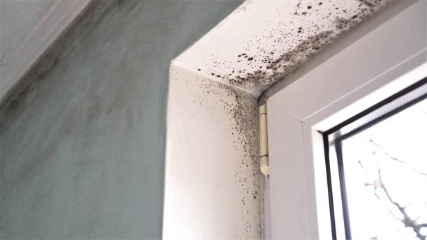 Mold Testing and Removal in Mount Pleasant, WI