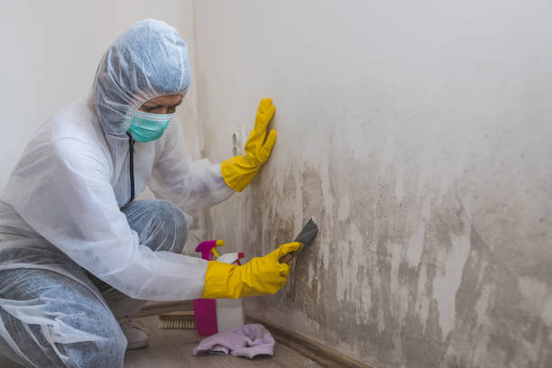 Attic Mold Removal in Mount Pleasant, WI