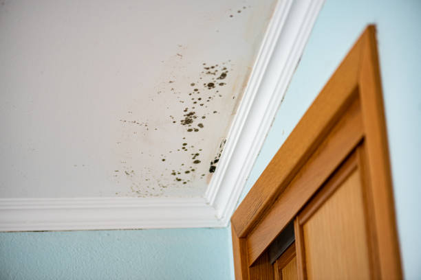 Best Certified Mold Removal  in Mount Pleasant, WI