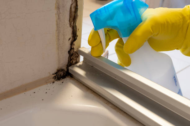 Best Emergency Mold Removal  in Mount Pleasant, WI