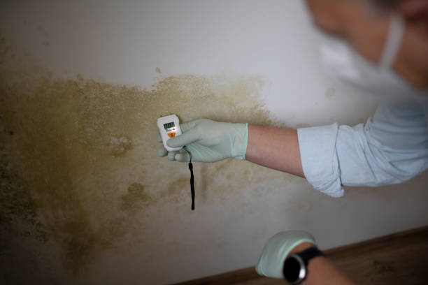 Mold Testing and Removal in Mount Pleasant, WI