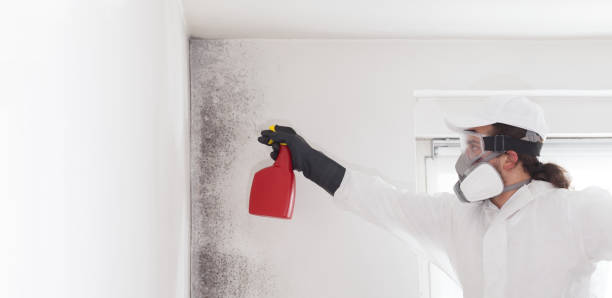 Best Black Mold Removal  in Mount Pleasant, WI