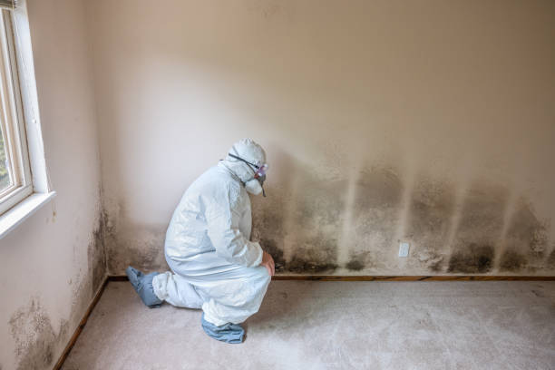 Best Same-Day Mold Removal  in Mount Pleasant, WI