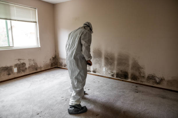 Best Mold Damage Repair  in Mount Pleasant, WI