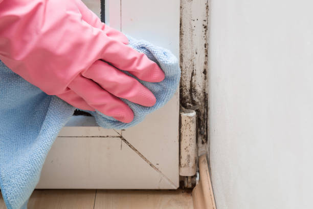 Best Fast Mold Removal  in Mount Pleasant, WI