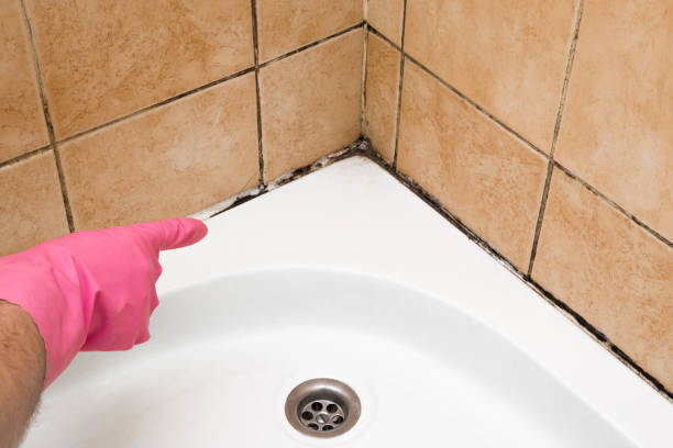 Attic Mold Removal in Mount Pleasant, WI